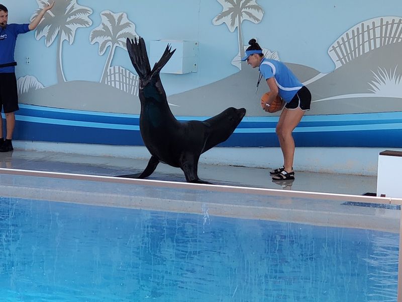 Sea Lions That Will Steal the Spotlight Sea Lions That Will Steal the Spotlight