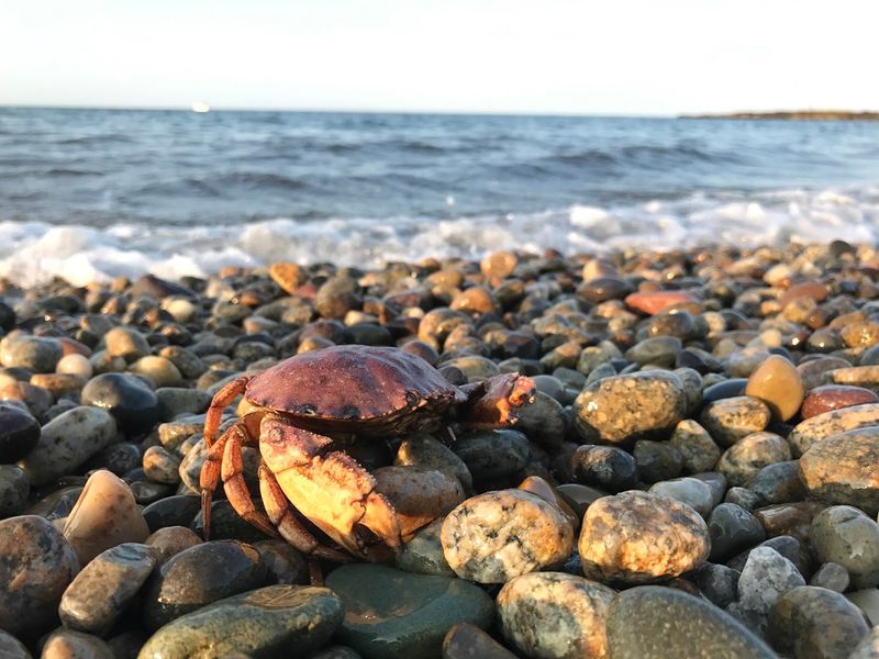 Seashells Hiding in Plain Sight