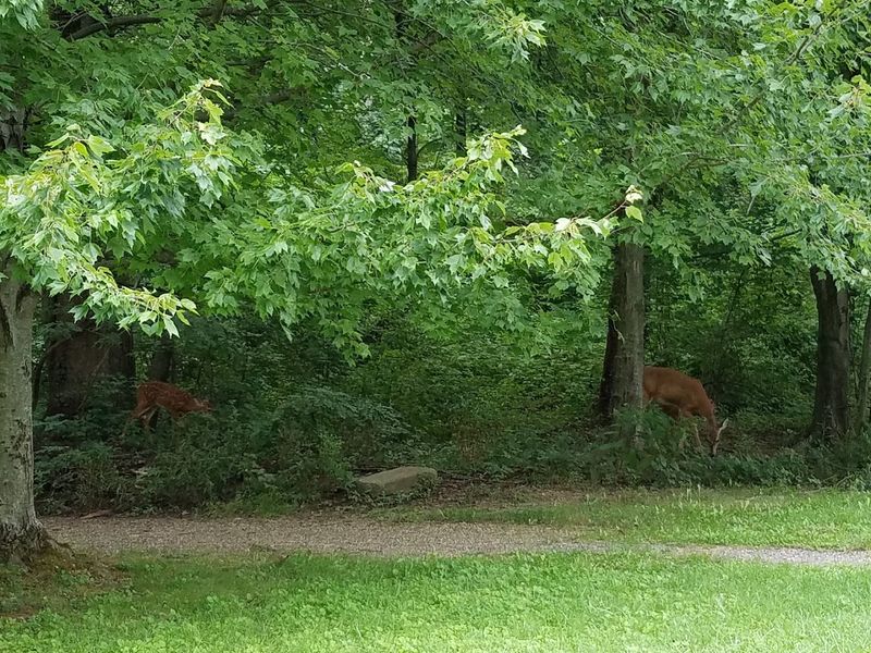 Shaded Picnic Areas Perfect for Families