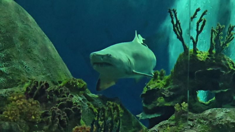 Sharks Up Close Without the Daytime Rush