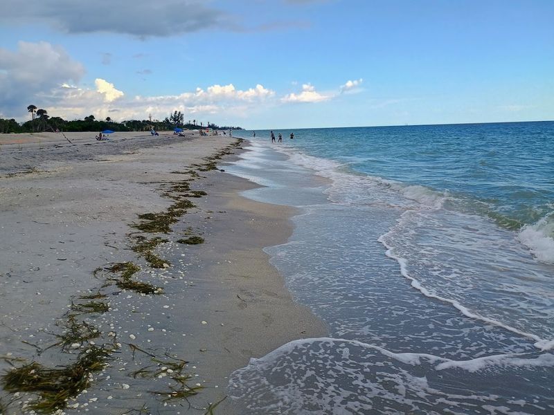 Shelling and Shark Teeth Hunting Shelling and Shark Teeth Hunting