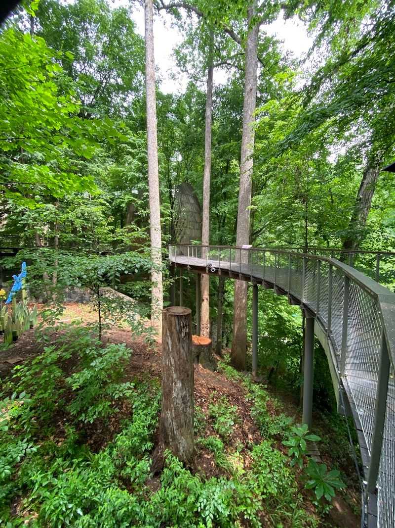 Skywalks That Give You a Bird's-Eye View of the Forest Skywalks That Give You a Bird's-Eye View of the Forest