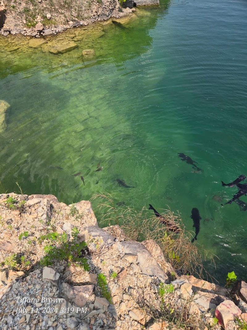 Snorkeling With Friendly Fish Right Beneath the Surface