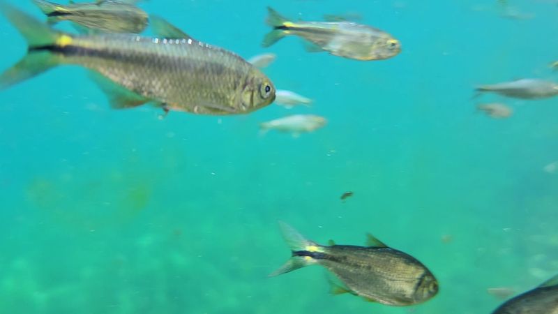 Snorkeling and Scuba Diving Opportunities