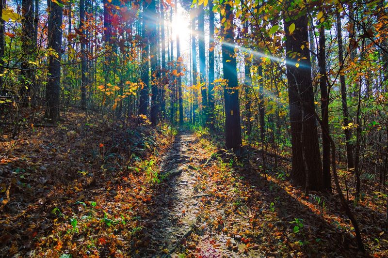 Spectacular Fall Foliage Season Spectacular Fall Foliage Season