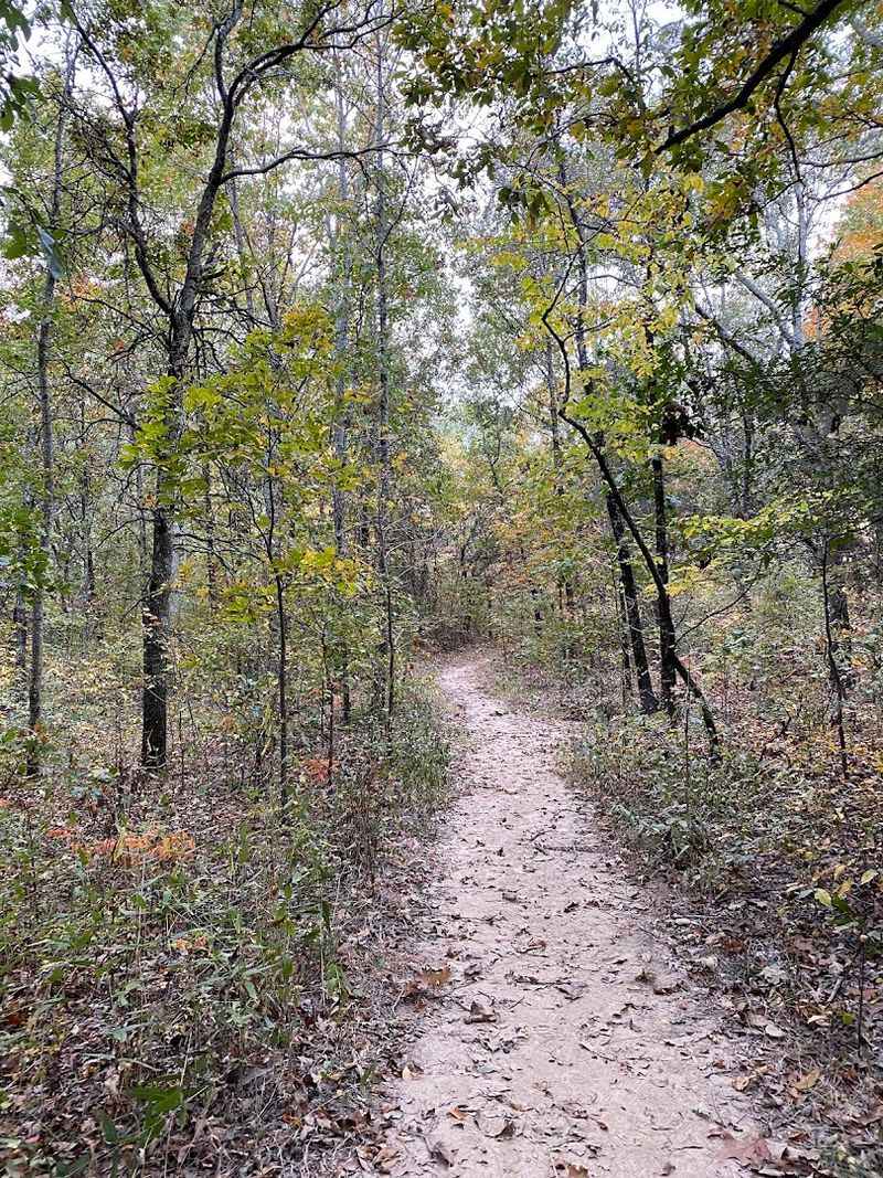 Spider Webs on the Trail and How to Handle Them