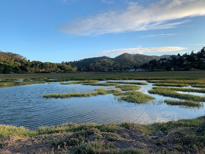 Spot Wildlife Along the Richardson Bay Shoreline