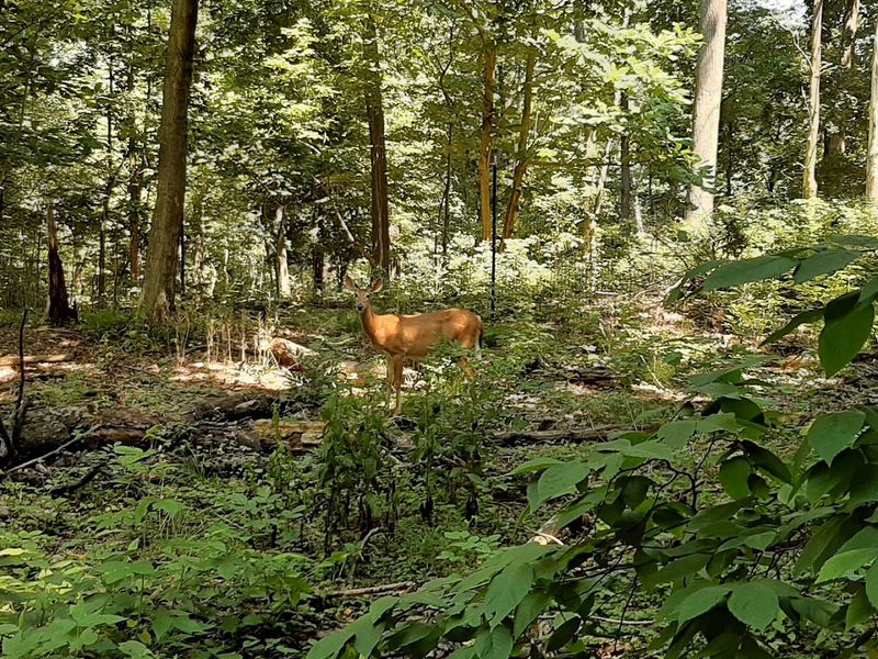Spot Wildlife Right Inside the City