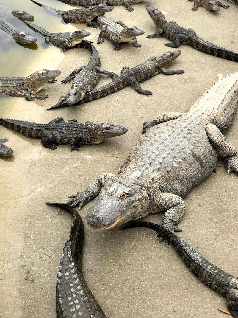 Spotting Alligators, Monkeys, and Exotic Surprises