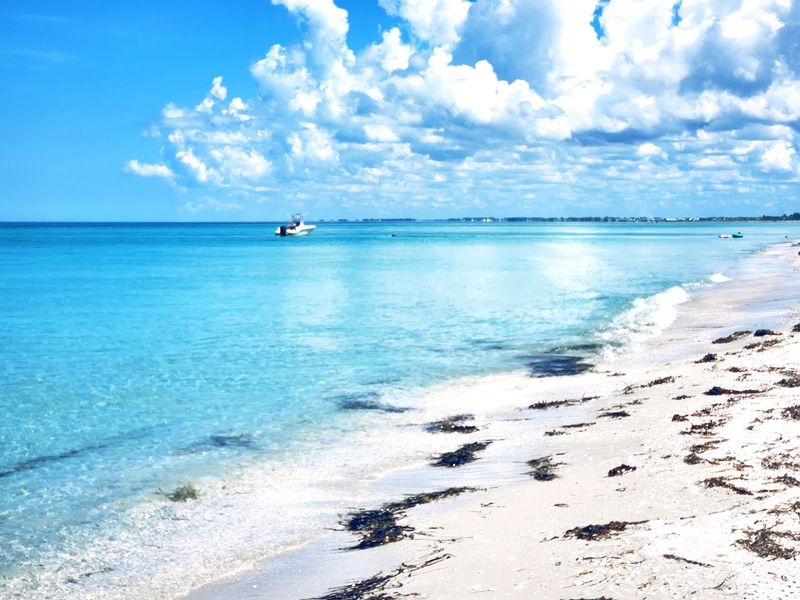 Spotting Dolphins And Manatees From Shore