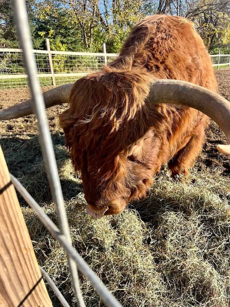 Spotting the Scottish Highland Cows Spotting the Scottish Highland Cows