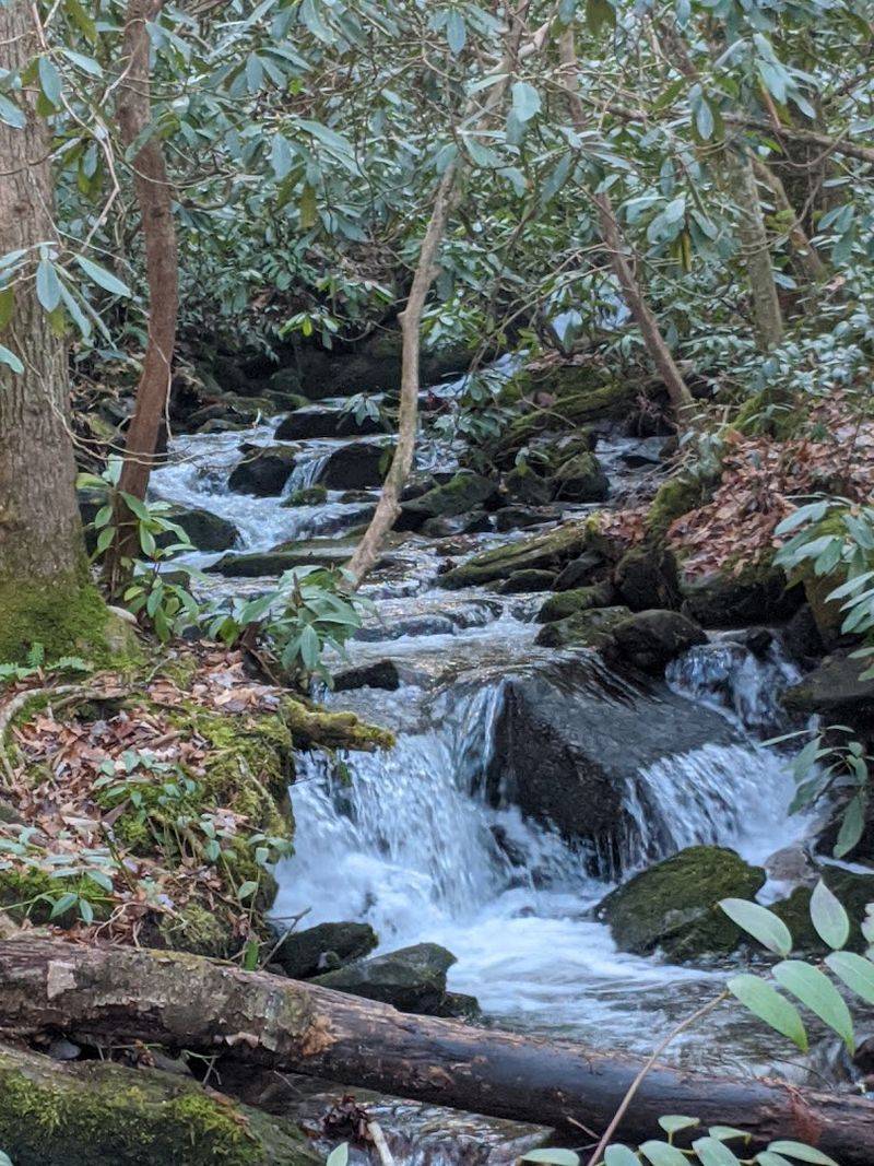 Spring Blooms Along the Mountain Laurel Trail