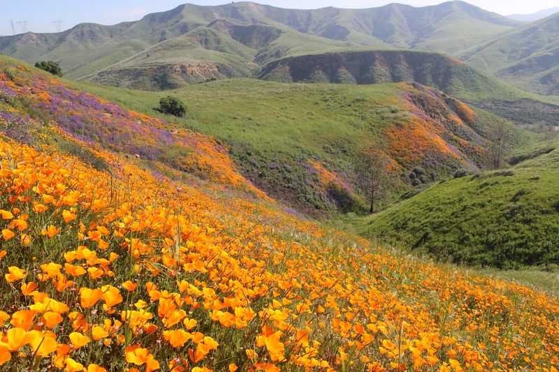 Spring Wildflower Season That Turns the Park Into a Colorful Dream Spring Wildflower Season That Turns the Park Into a Colorful Dream