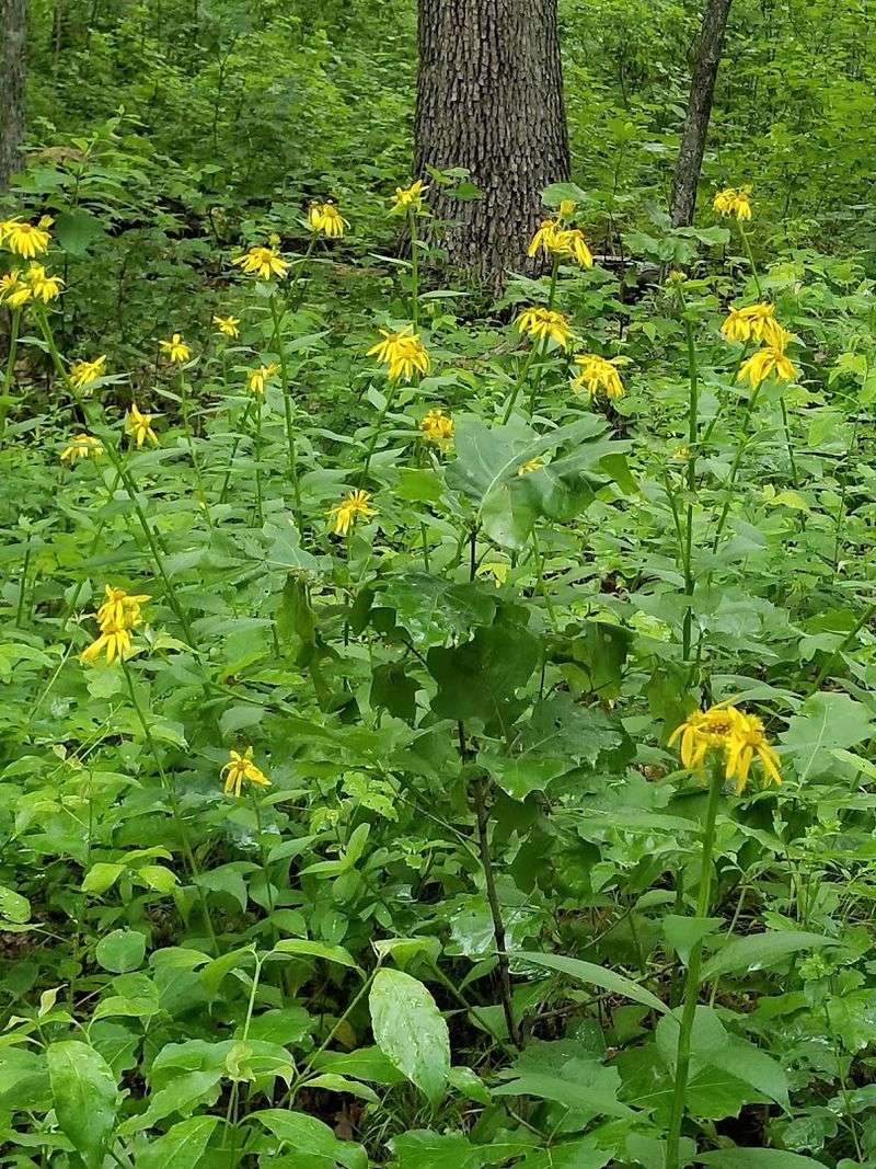 Spring Wildflower Walks in the Forest