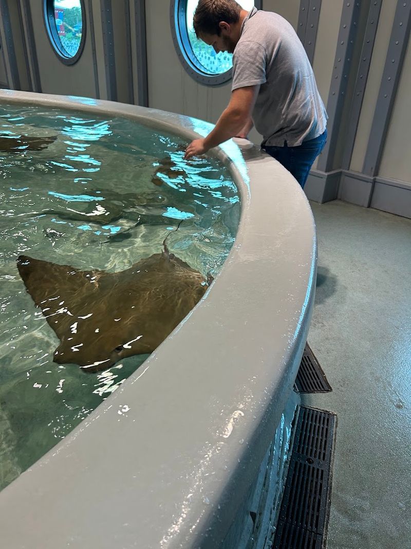 Stingray Touch Tank Downstairs Stingray Touch Tank Downstairs