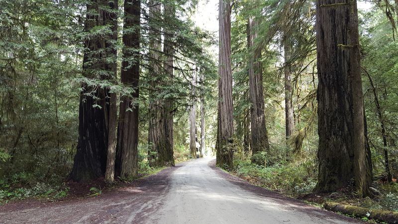 Stout Grove: A Trailhead Worth Every Step