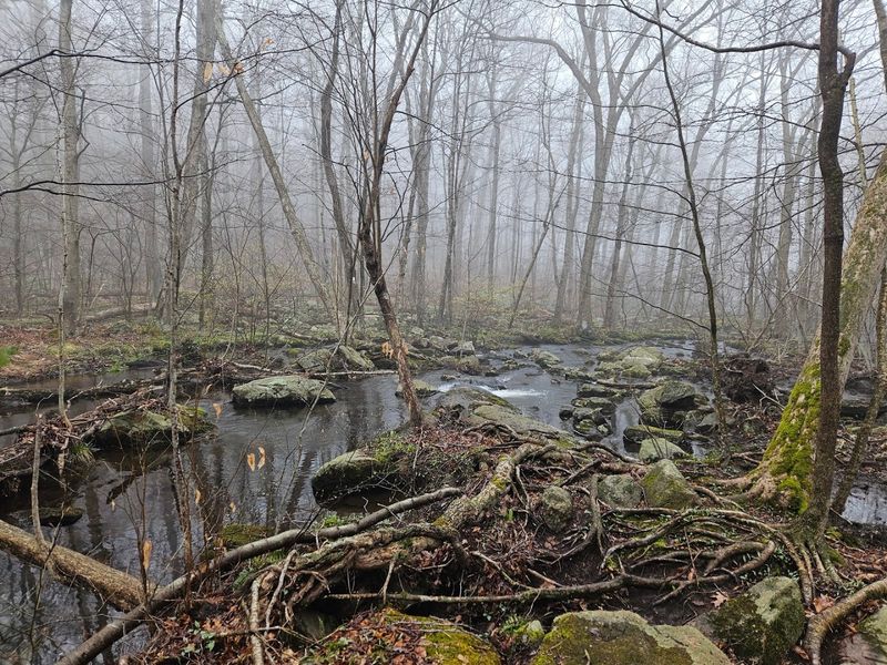 Streams and Swamps Full of Natural Wonder Streams and Swamps Full of Natural Wonder