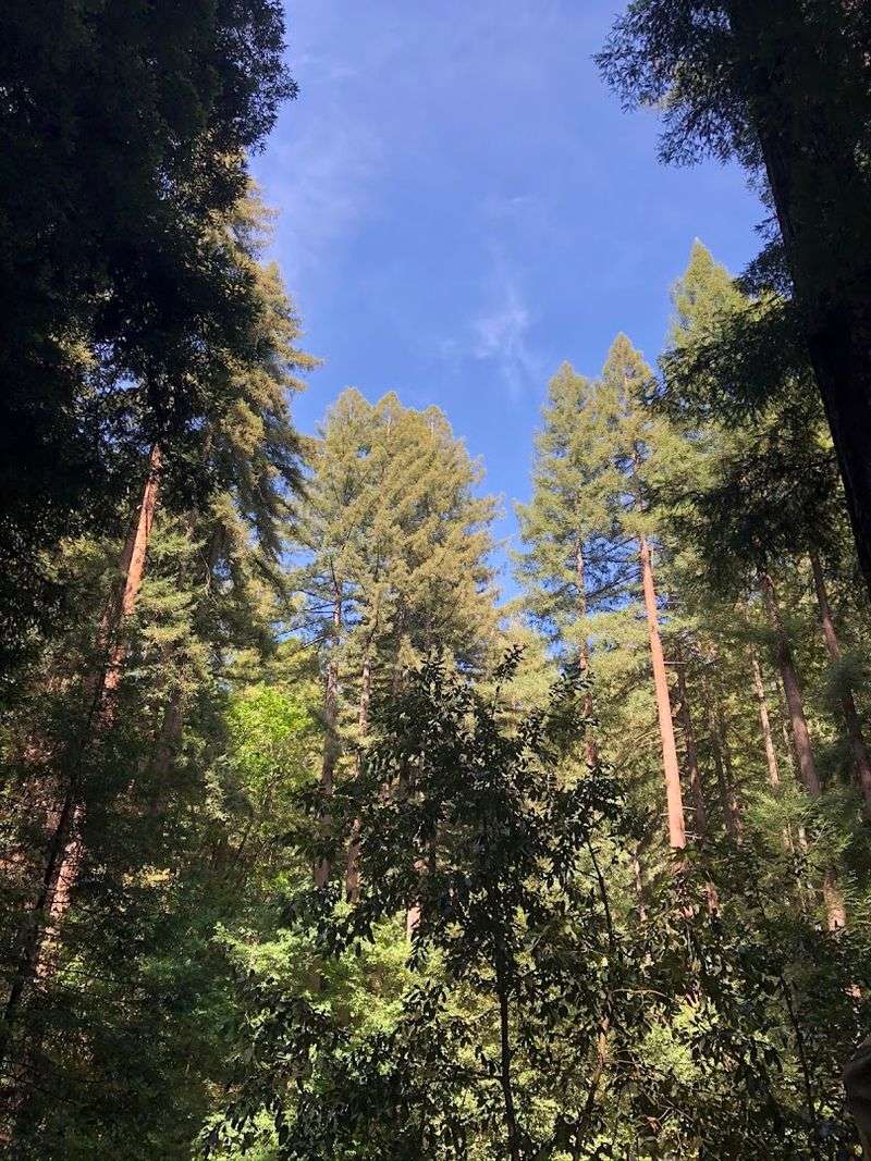 Stunning Location in the Santa Cruz Mountains