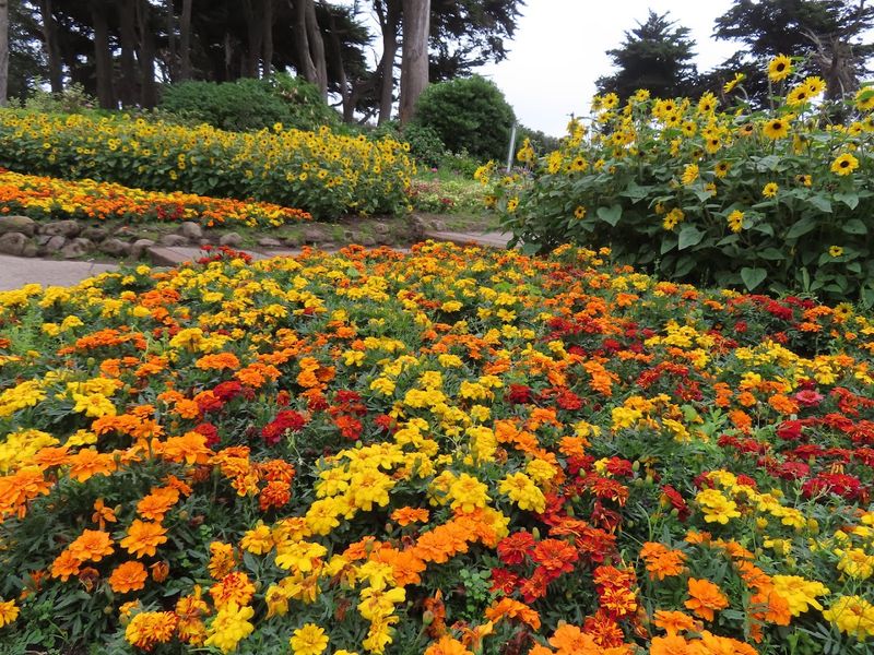 Sunflowers and Marigolds Beyond Tulip Season Sunflowers and Marigolds Beyond Tulip Season