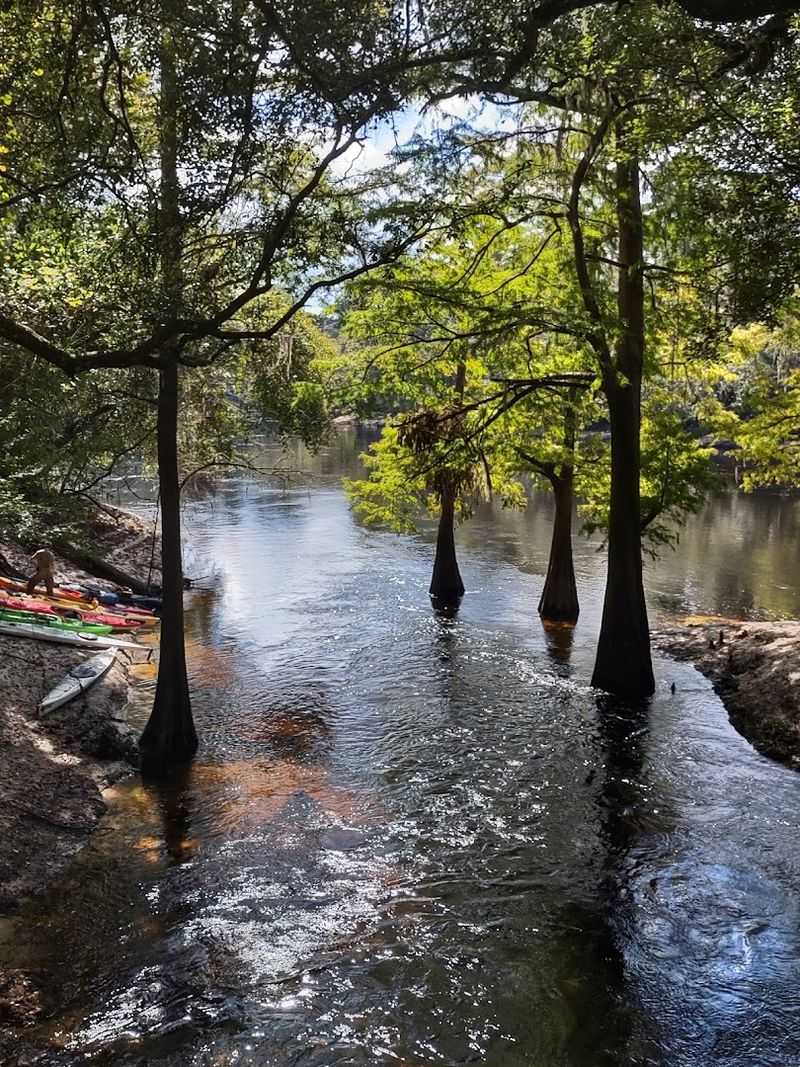 Suwannee River State Park - Live Oak