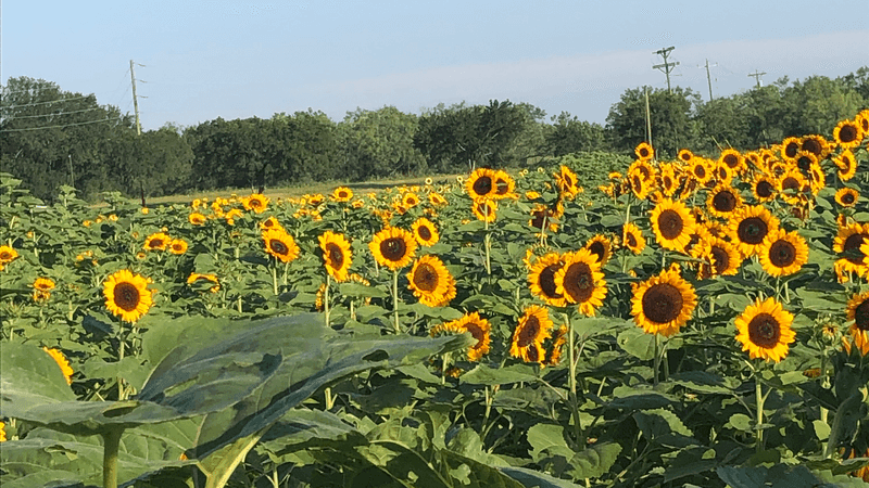 Sweet Berry Farm - Marble Falls, Texas