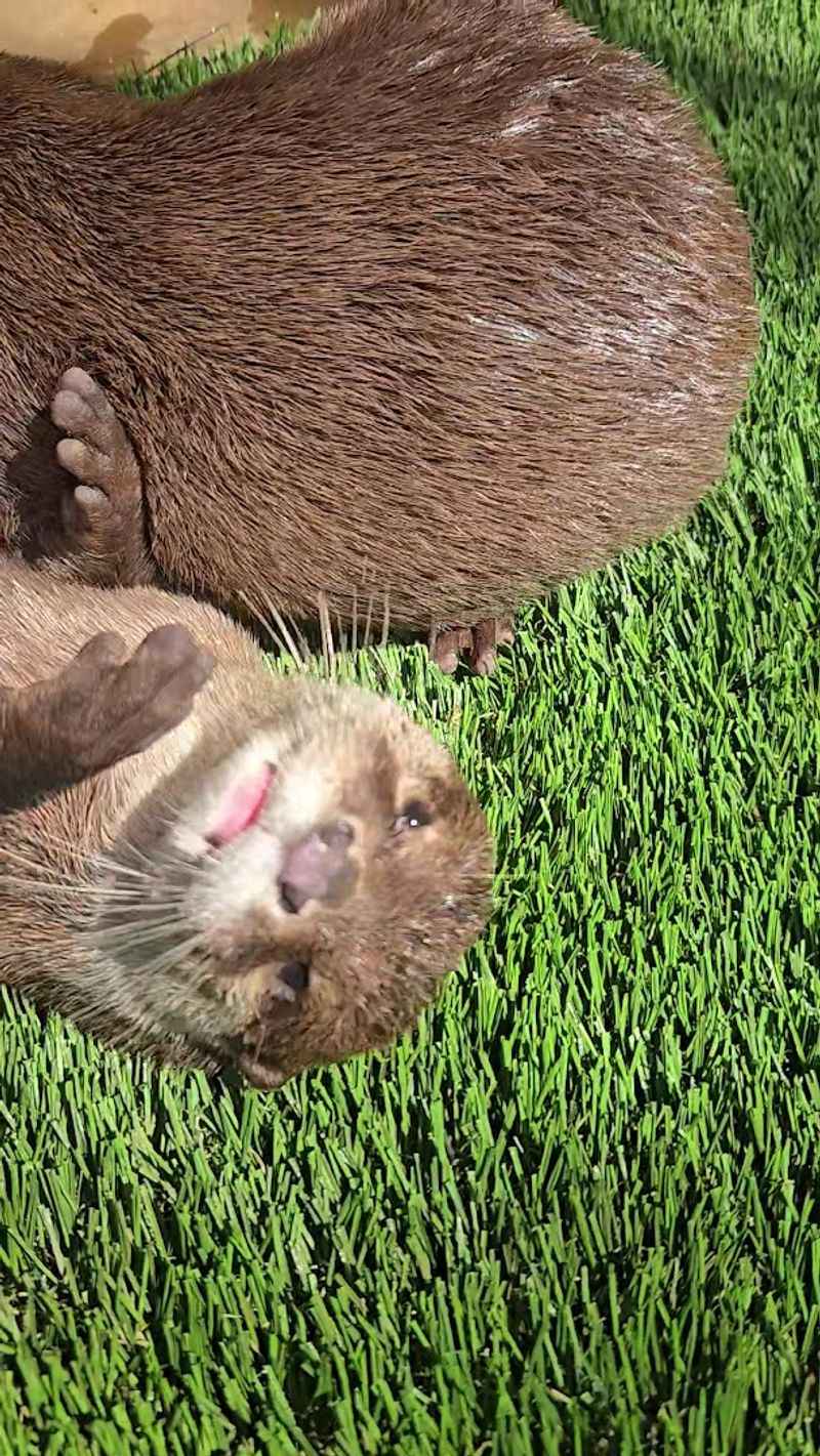 Swimming With Otters