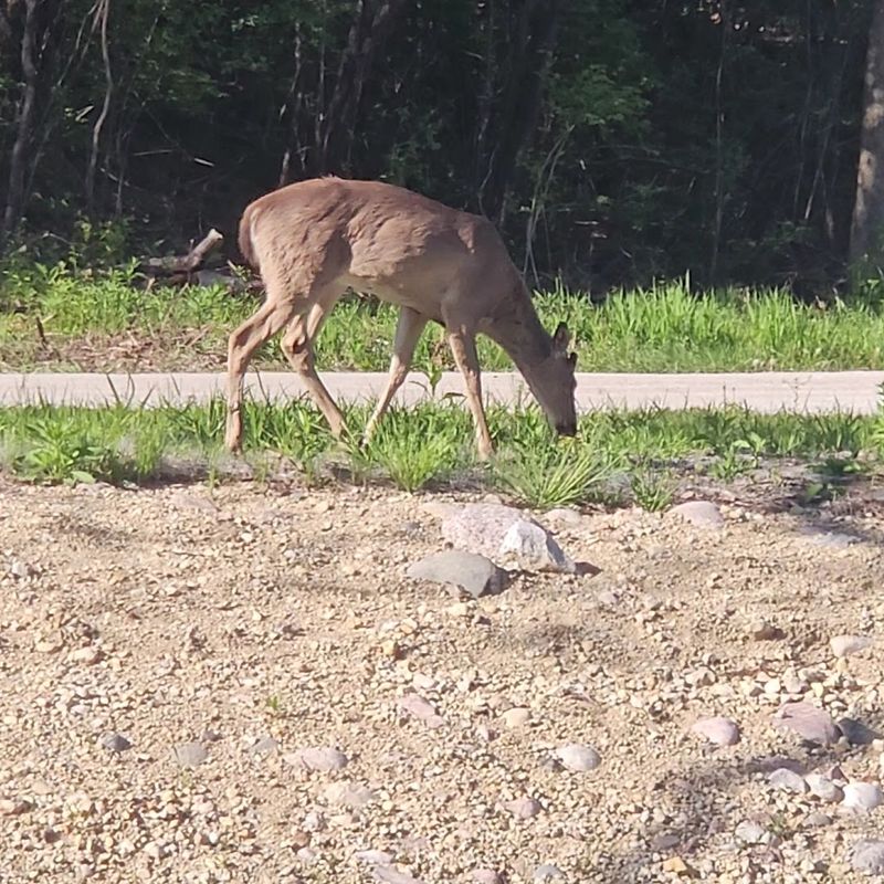 Tame Deer Along the Trail Edges