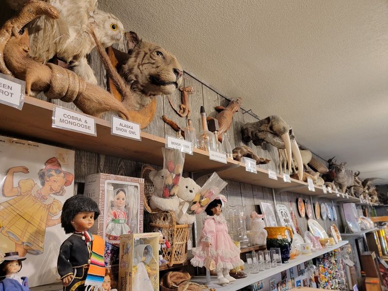 Taxidermied Animals and Carnival Curiosities Galore