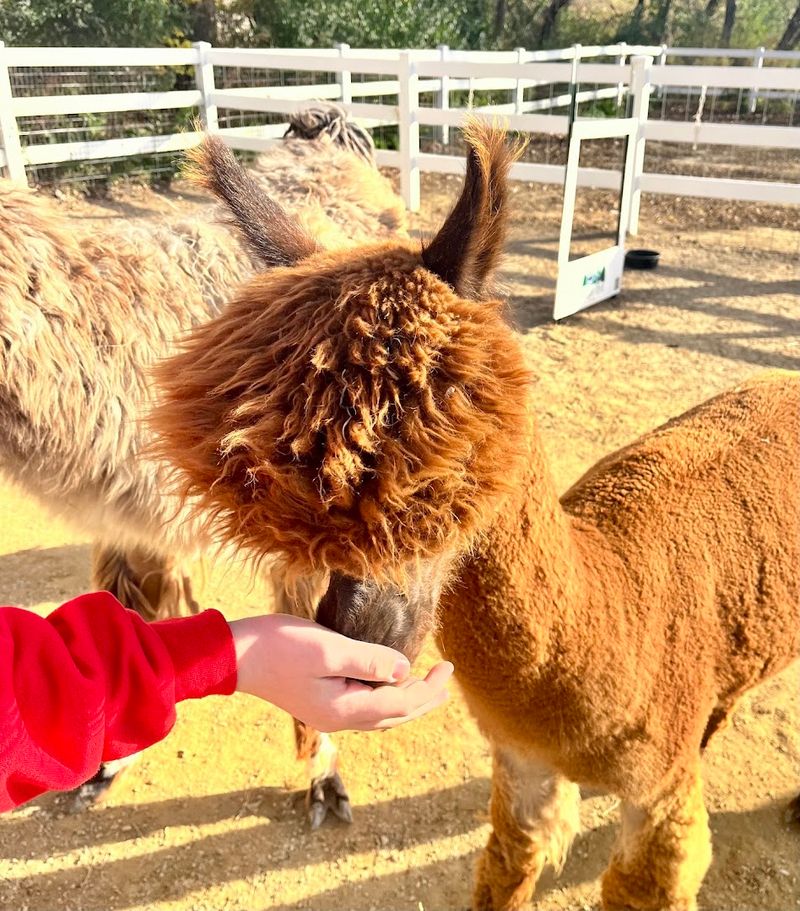 Taz the Llama Is a Local Celebrity