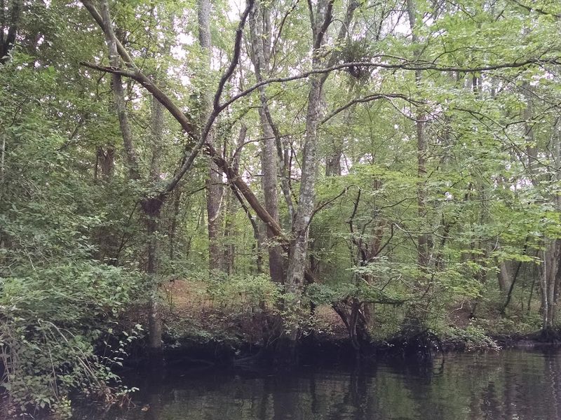 The Ancient Bald Cypress Trees