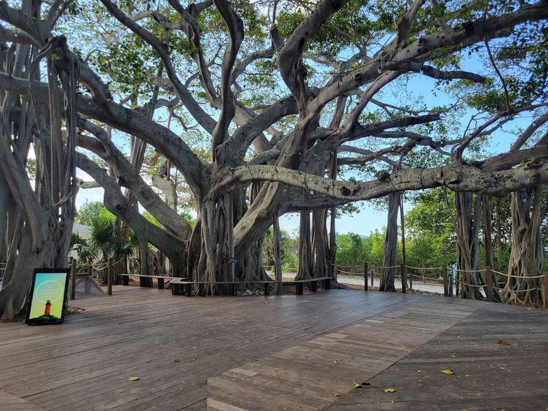 The Ancient Banyan Tree on the Grounds The Ancient Banyan Tree on the Grounds