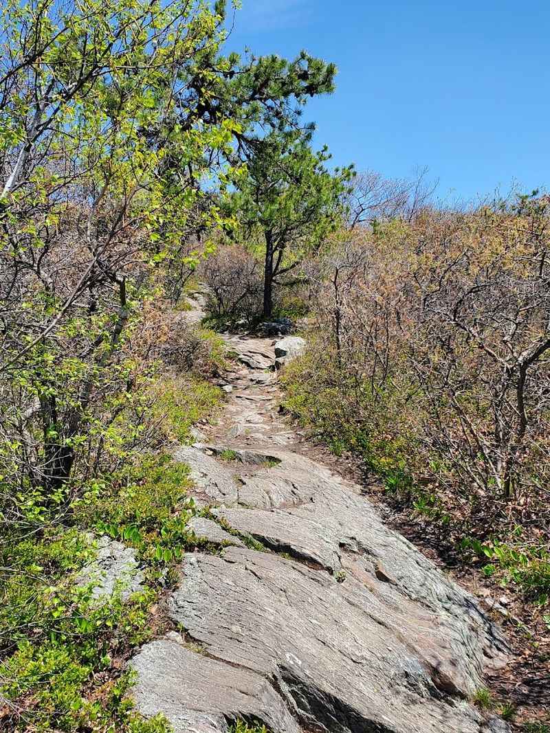 The Appalachian Trail Connection: Walking a Legendary Path