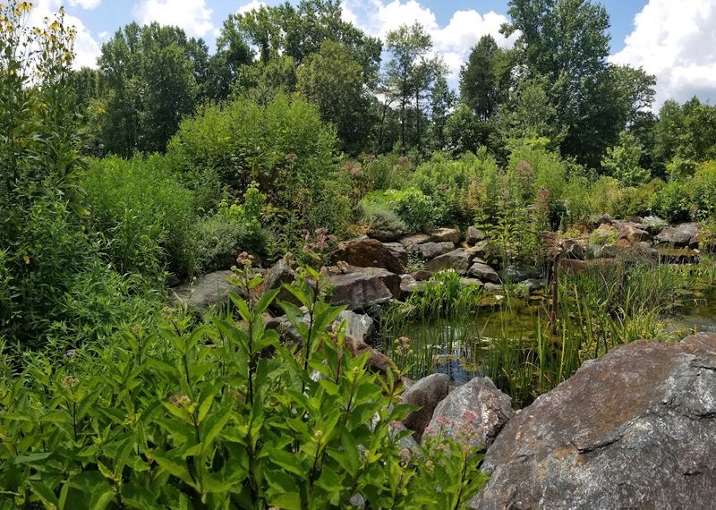 The Backyard Habitat Viewing Room