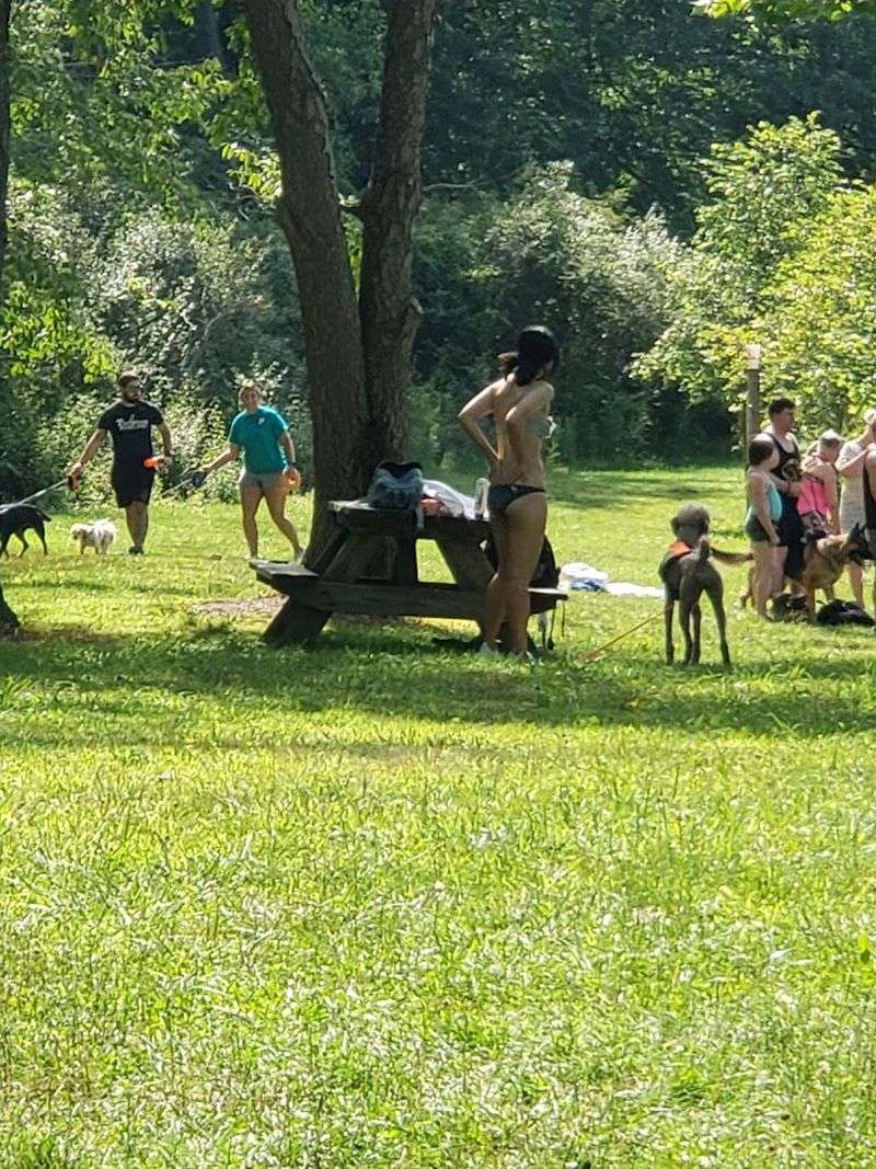 The Beloved Dog Park Where Pups Run Free