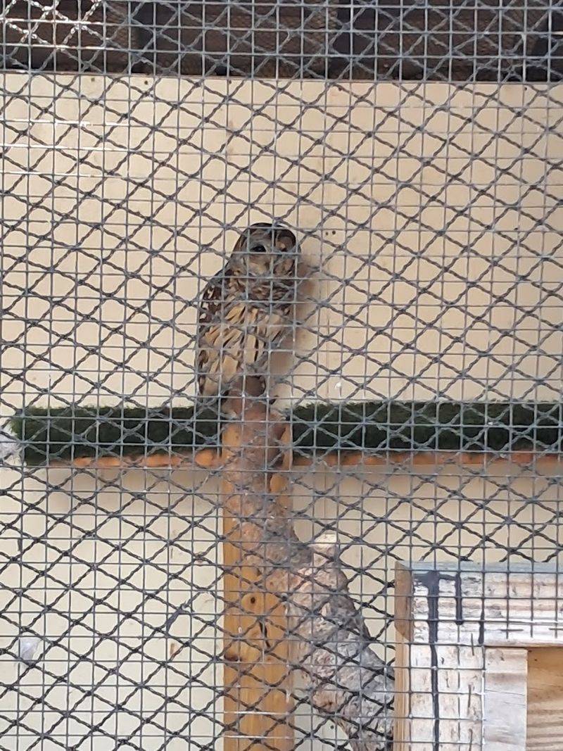The Bird Sanctuary with Live Owls and Hawks The Bird Sanctuary with Live Owls and Hawks