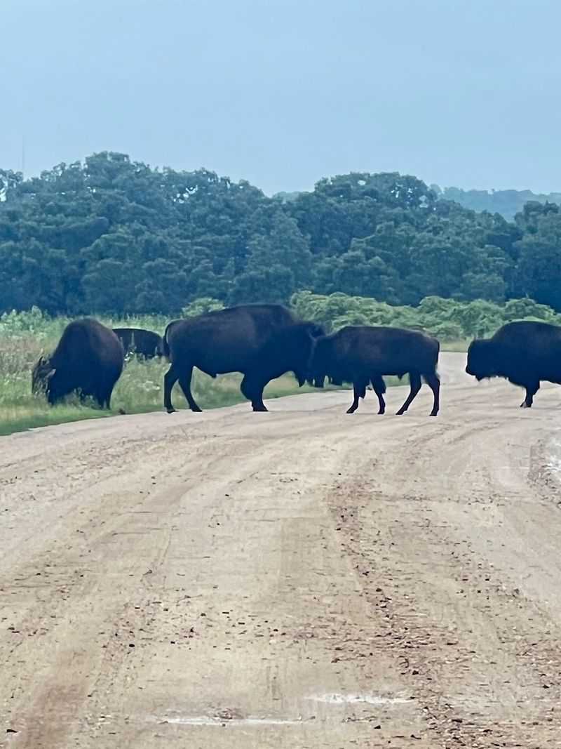 The Bison Drive: A One-of-a-Kind Auto Tour