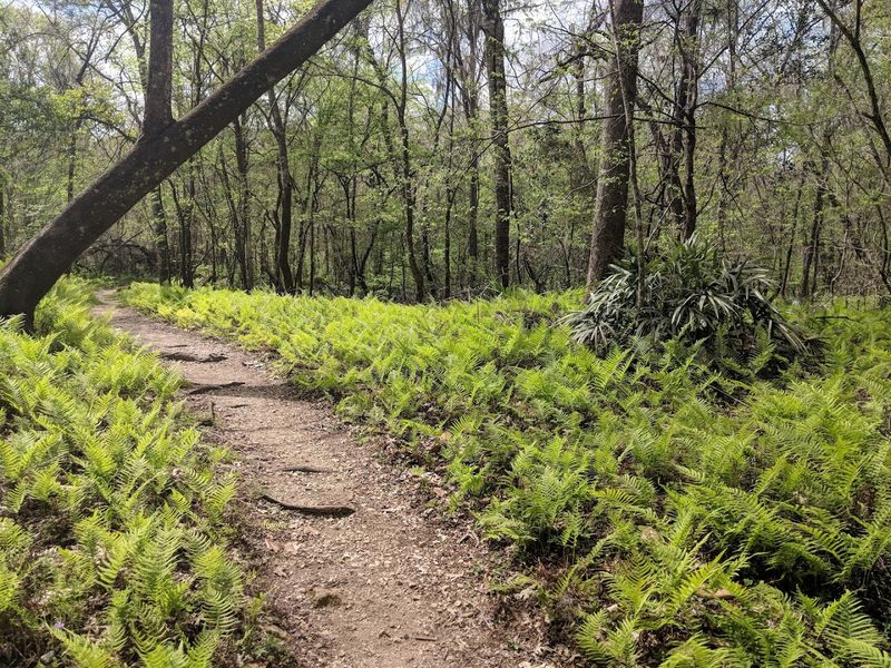 The Bluff Trail: A Surprisingly Rugged Hike for Florida