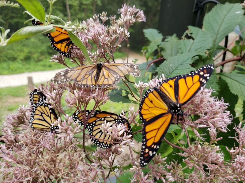 The Butterfly Garden Habitat The Butterfly Garden Habitat