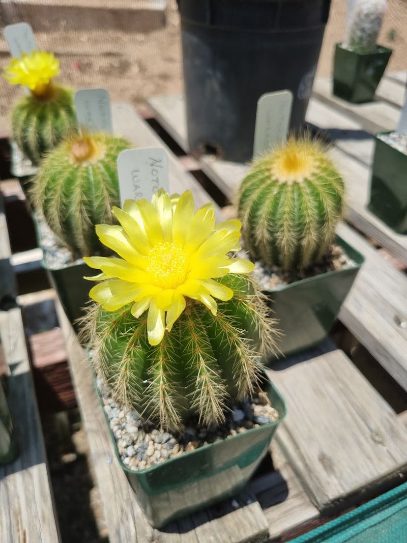 The Cactus and Succulent Nursery The Cactus and Succulent Nursery
