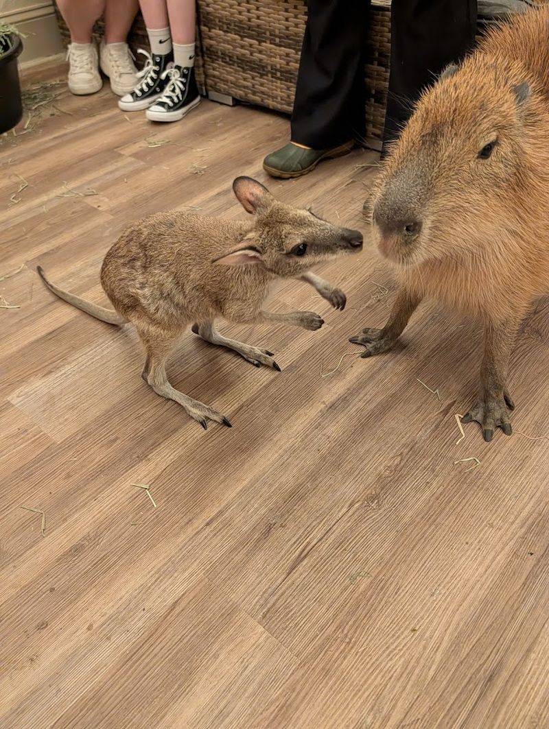 The Capybara and Friends Full-Hour Experience