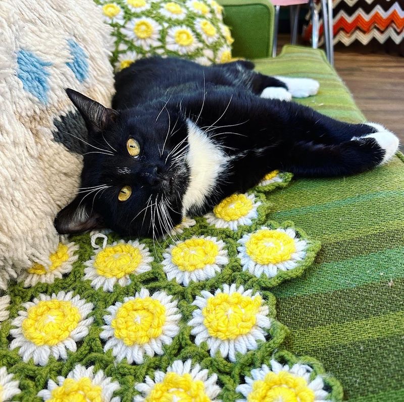 The Cat Room Experience You Cannot Miss