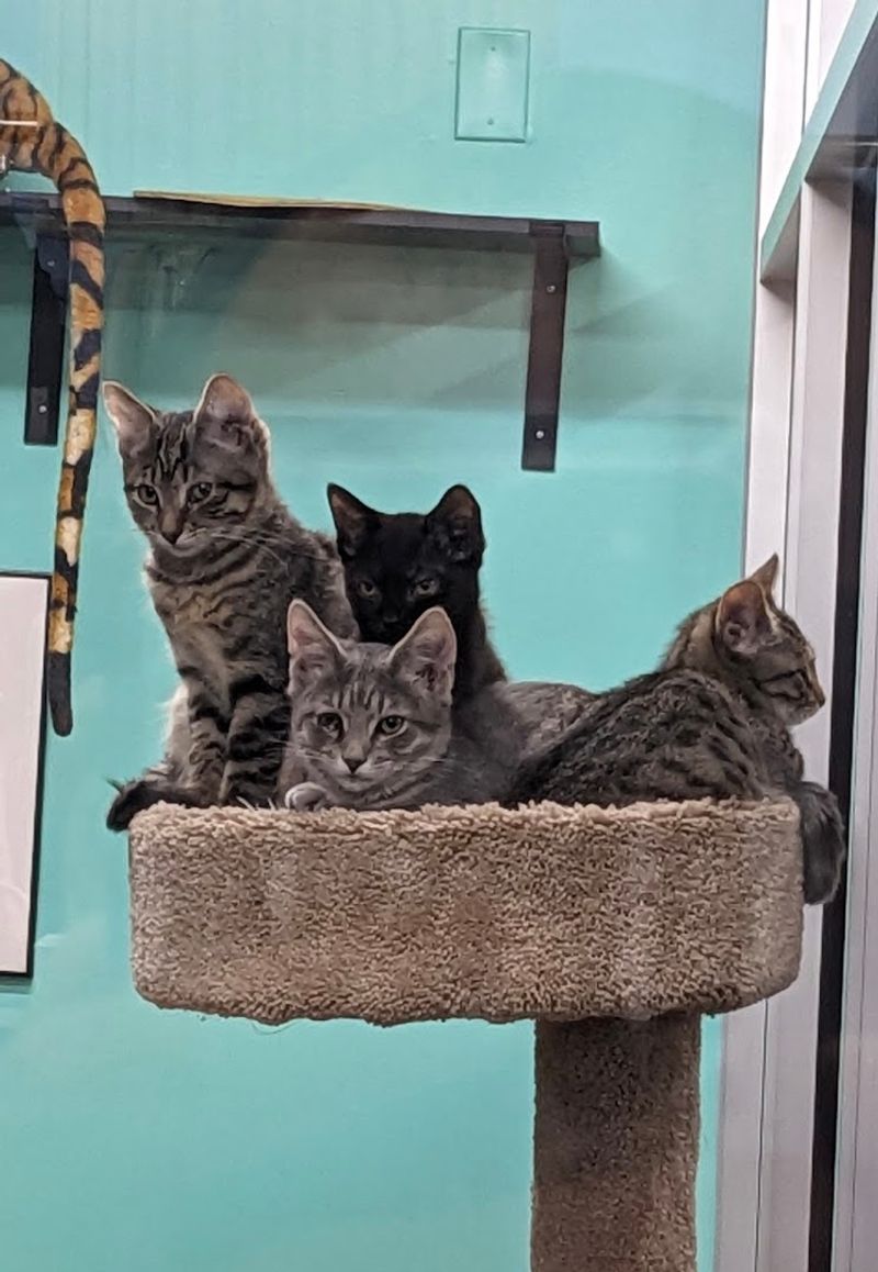 The Cat Room Is An Absolute Must-See