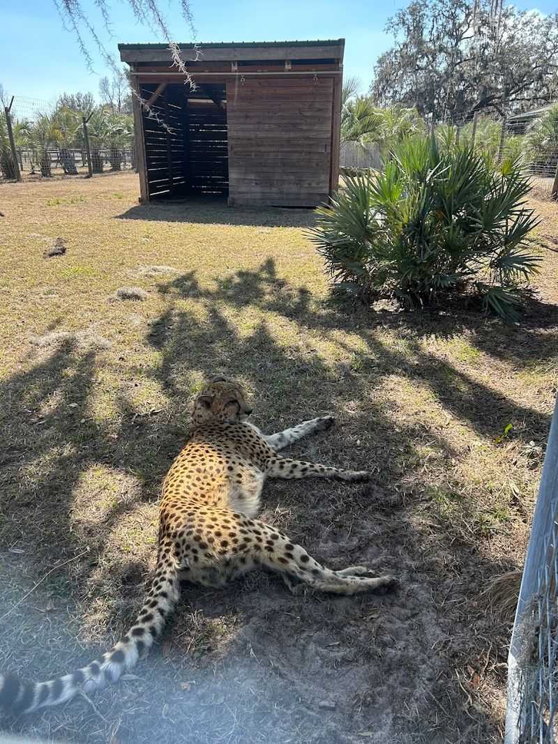 The Cheetah Encounter with Dash