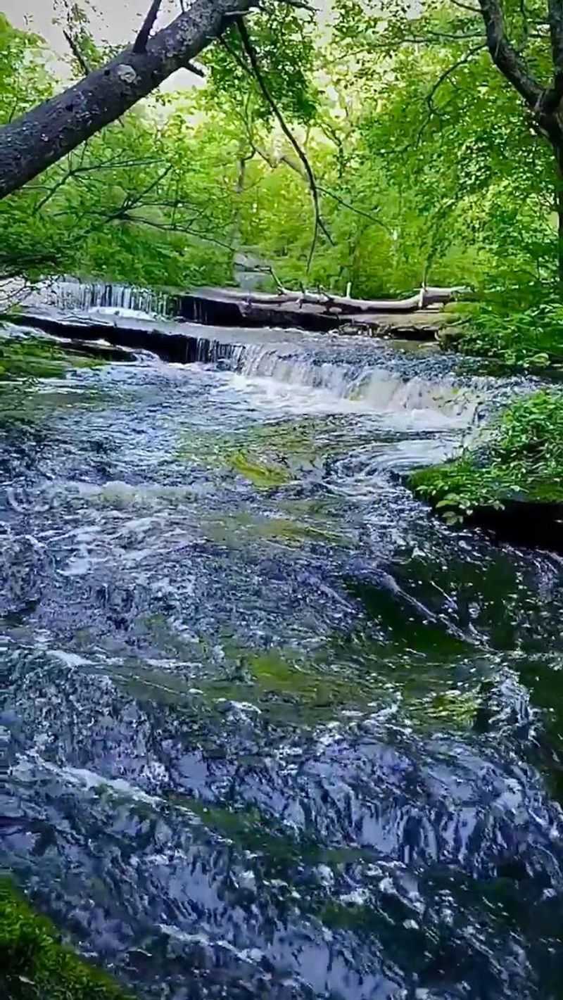 The Cleanest Forest You Will Ever Walk Through The Cleanest Forest You Will Ever Walk Through