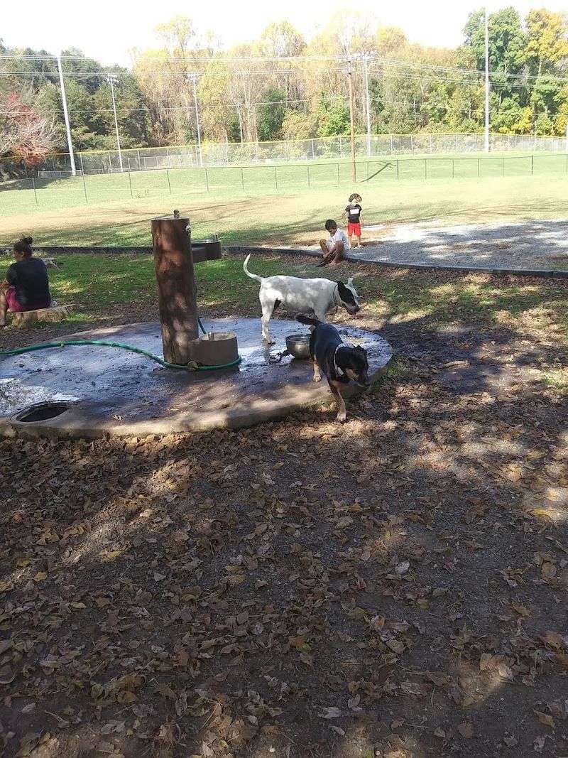 The Dog Park Experience The Dog Park Experience