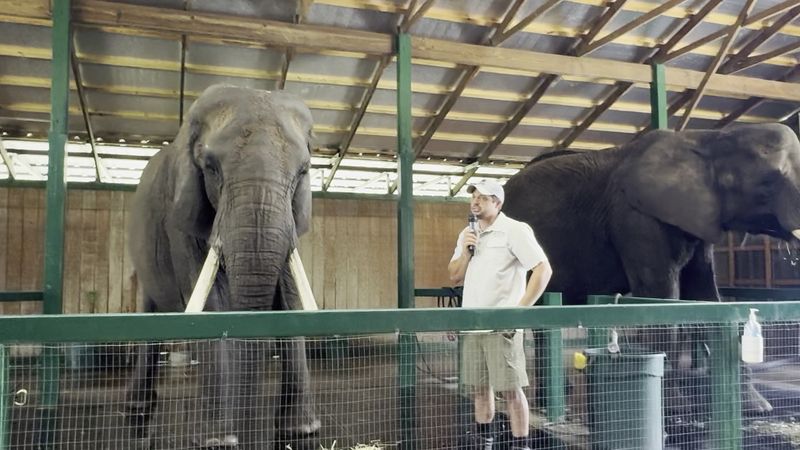 The Elephant Educational Encounter Package Explained