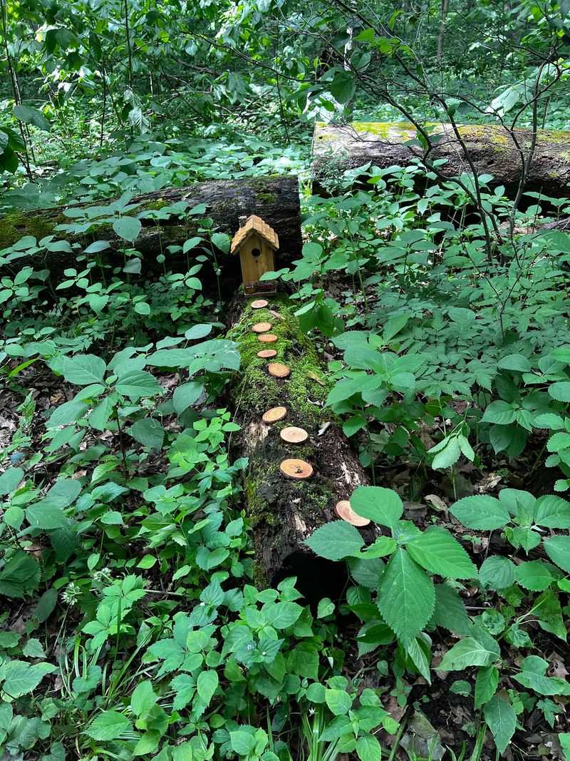 The Enchanting Fairy Trail