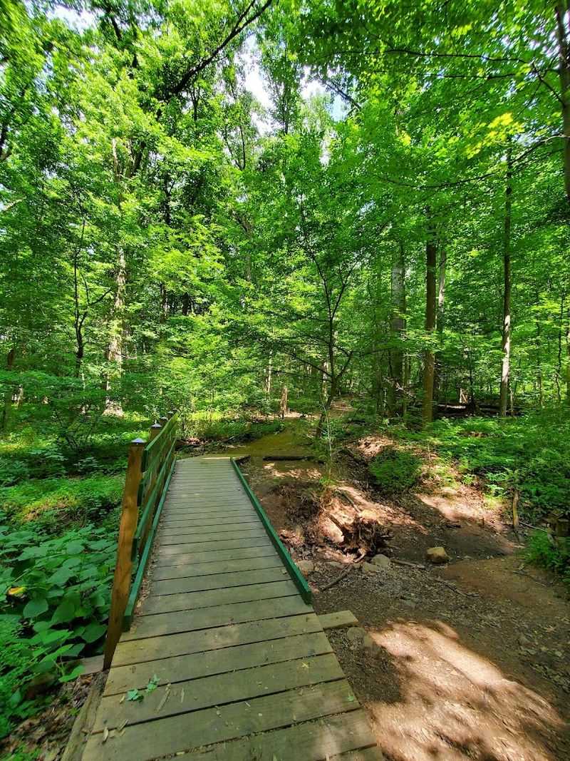 The Fairy Trail: A Whimsical Walk Kids Will Adore