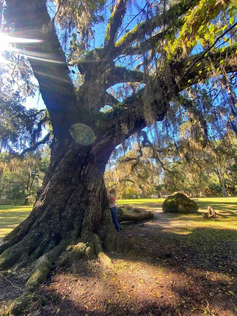 The Famous 2,000-Year-Old Oak Tree The Famous 2,000-Year-Old Oak Tree