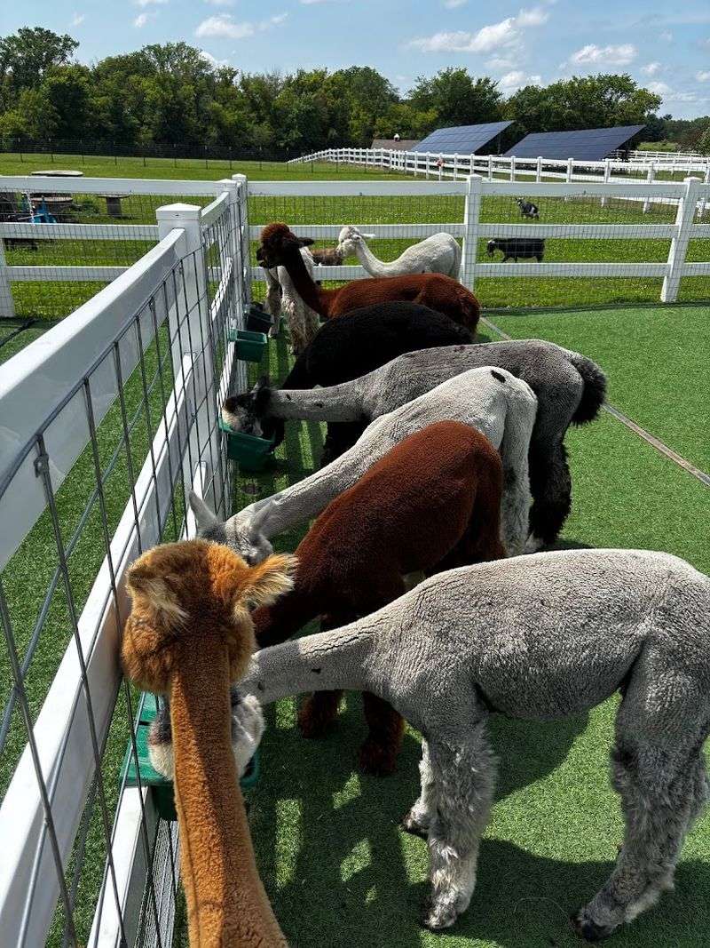 The Farm Is Spotlessly Clean and Well Organized